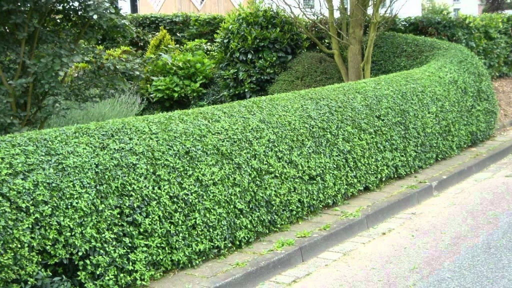 Hedge