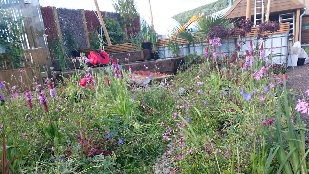 How To Grow And Maintain Wildflowers