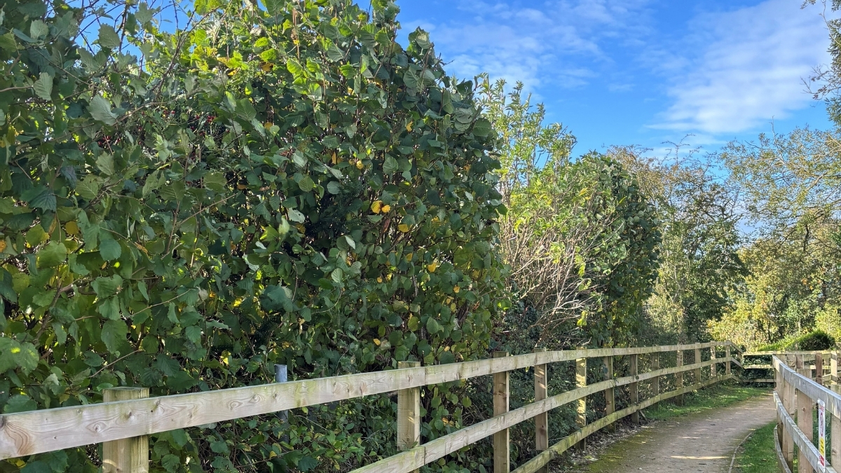 Resident-Friendly Plot Sales Documents